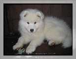 s�odki, szczeniak, Samojed