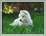 s�odki, szczeniak, Samojed